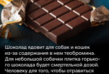 Photo of Интересные факты о шоколаде