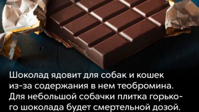 Photo of Интересные факты о шоколаде